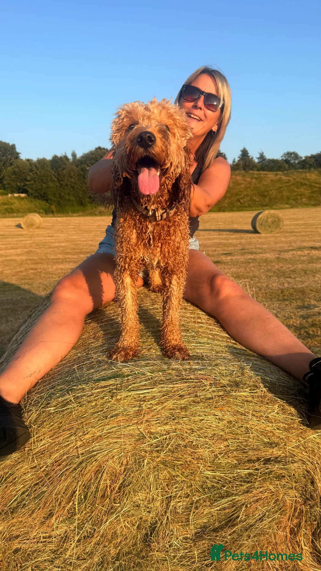 Cavapoo dogs for stud: Milo 1 years old Stud. - Advert 1