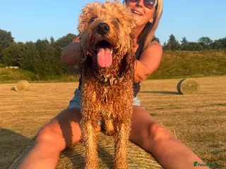 Cavapoo dogs Milo 1 years old Stud. - Advert 4