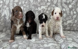 Goldendoodle dogs for sale: Beautiful litter of Goldendoodles  - Image 12
