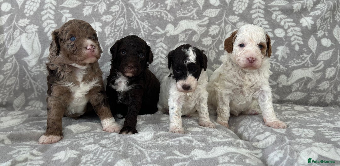 Goldendoodle dogs for sale: Beautiful litter of Goldendoodles  - Image 12