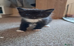 Mixed Breed cats for sale: Persian mixed breed kittens  - Image 5