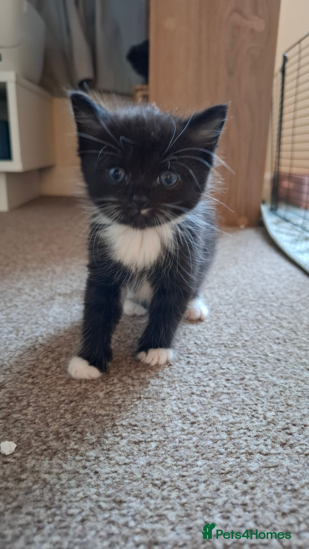 Mixed Breed cats for sale: Persian mixed breed kittens  - Image 5