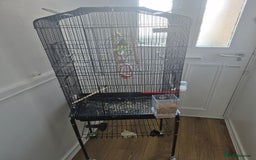 Mixed Breed birds for sale: Beautiful family bird - Image 4