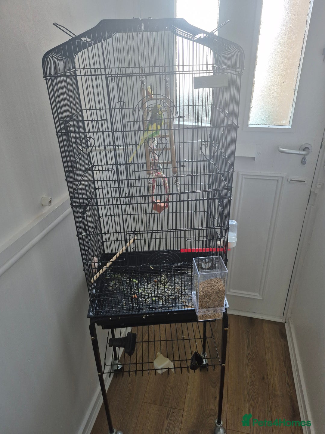 Mixed Breed birds for sale: Beautiful family bird - Image 4