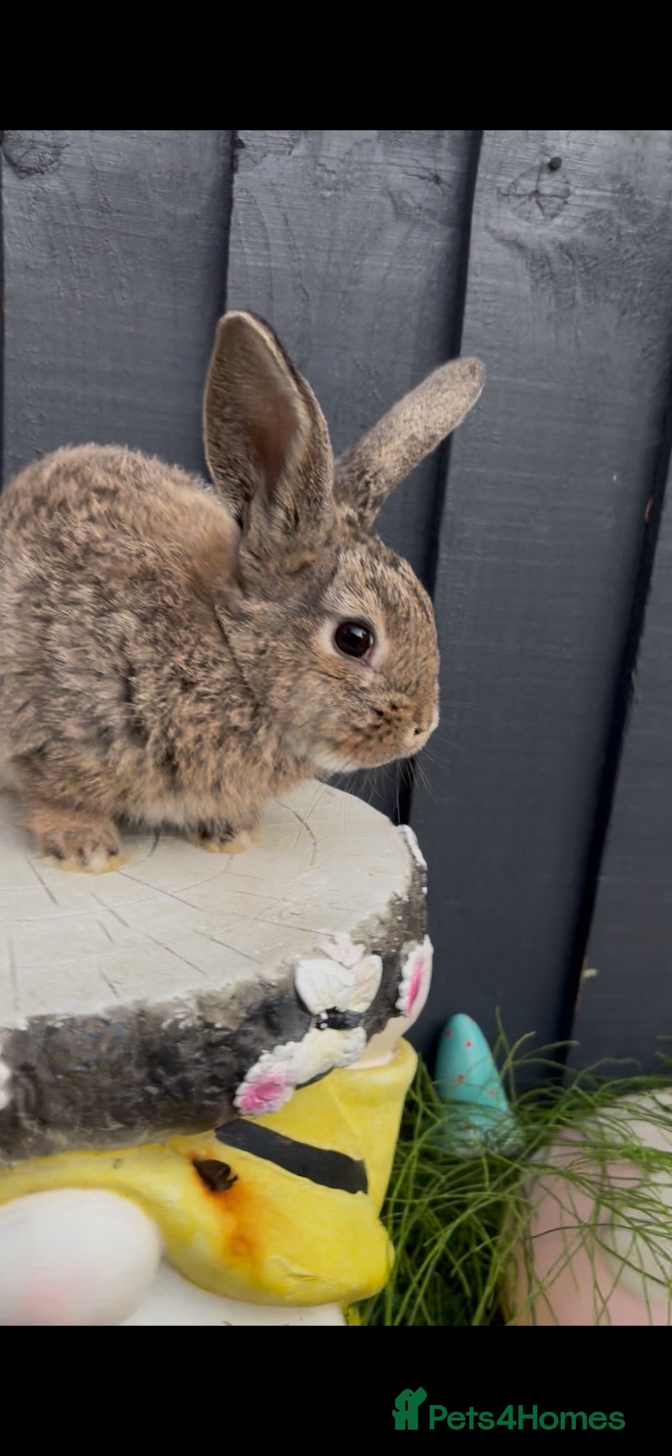 Mini Lion Lop rabbits Mini lion lop baby bunny rabbits - Advert 2