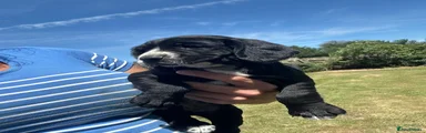 Sprocker 5
