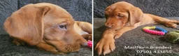 Labrador Retriever dogs for sale: Stunning Red Fox Labs-Health checked, KC Reg, FTCH - Advert 11
