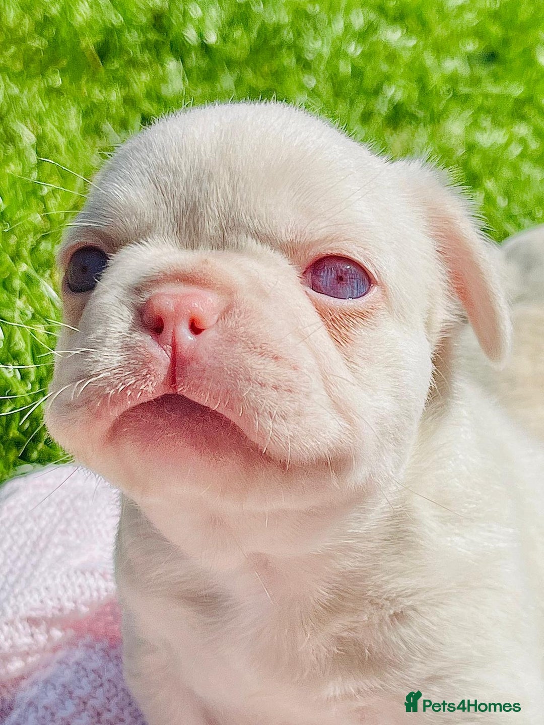 Mixed Breed dogs for sale: Bested boy that ever was Rare Pink Minibull boy  - Image 7