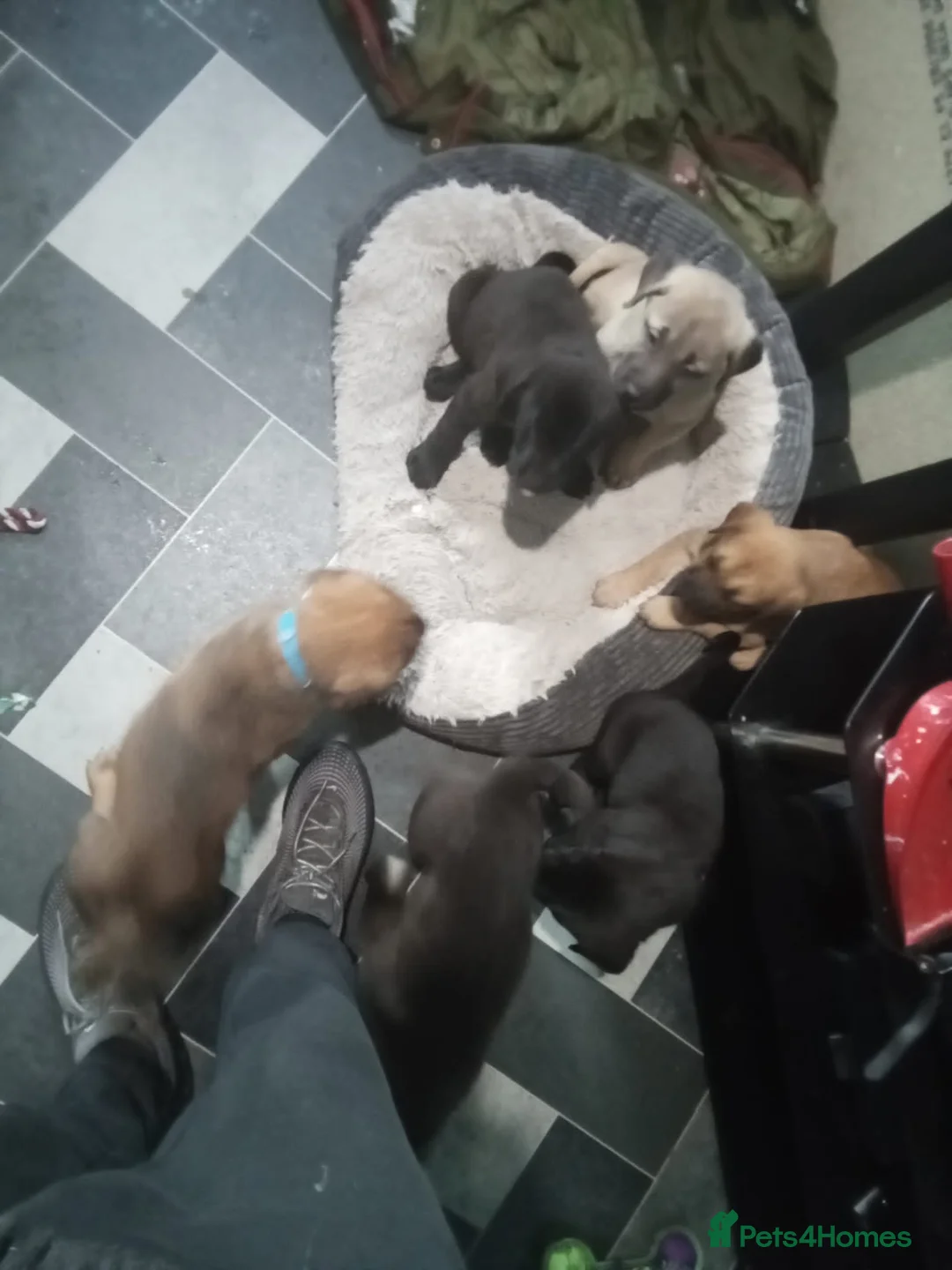Mixed Breed dogs for sale: Caucasian shepherd cross puppies in Widnes - Advert 6