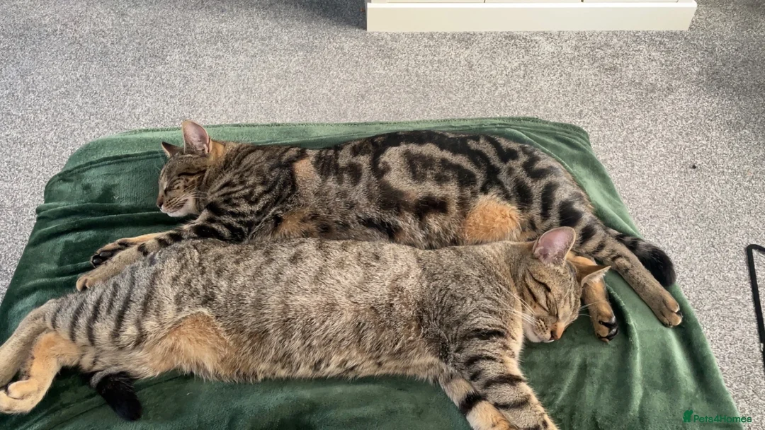 Mixed Breed cats for sale: Two male neutered brothers - Advert 6