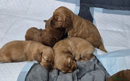 Cockapoo dogs for sale: Beautiful cockapoo puppies - Advert 5