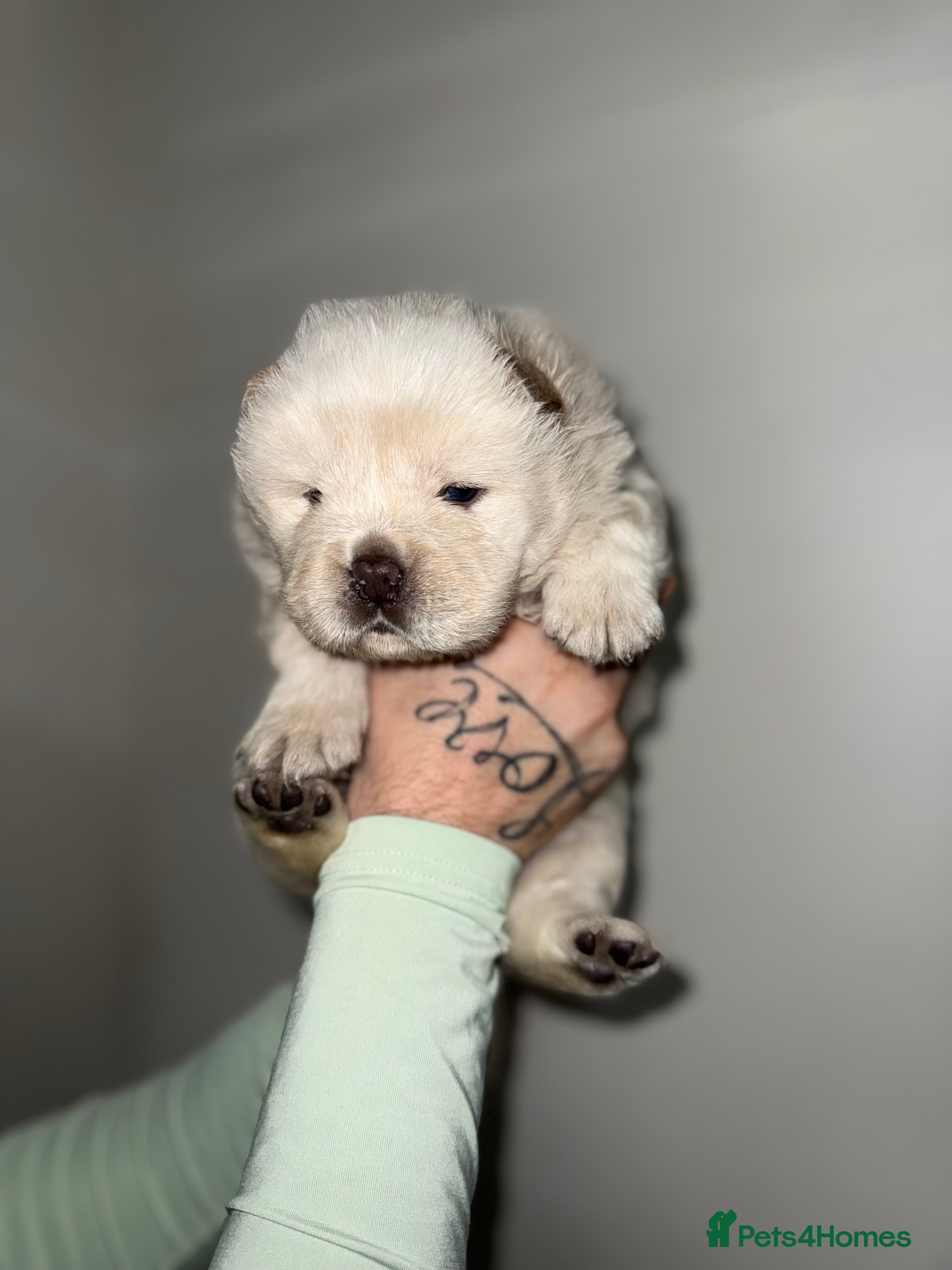 Chow Chow dogs 🍬Beautiful chow litter kc registered 🍬 - Advert 4