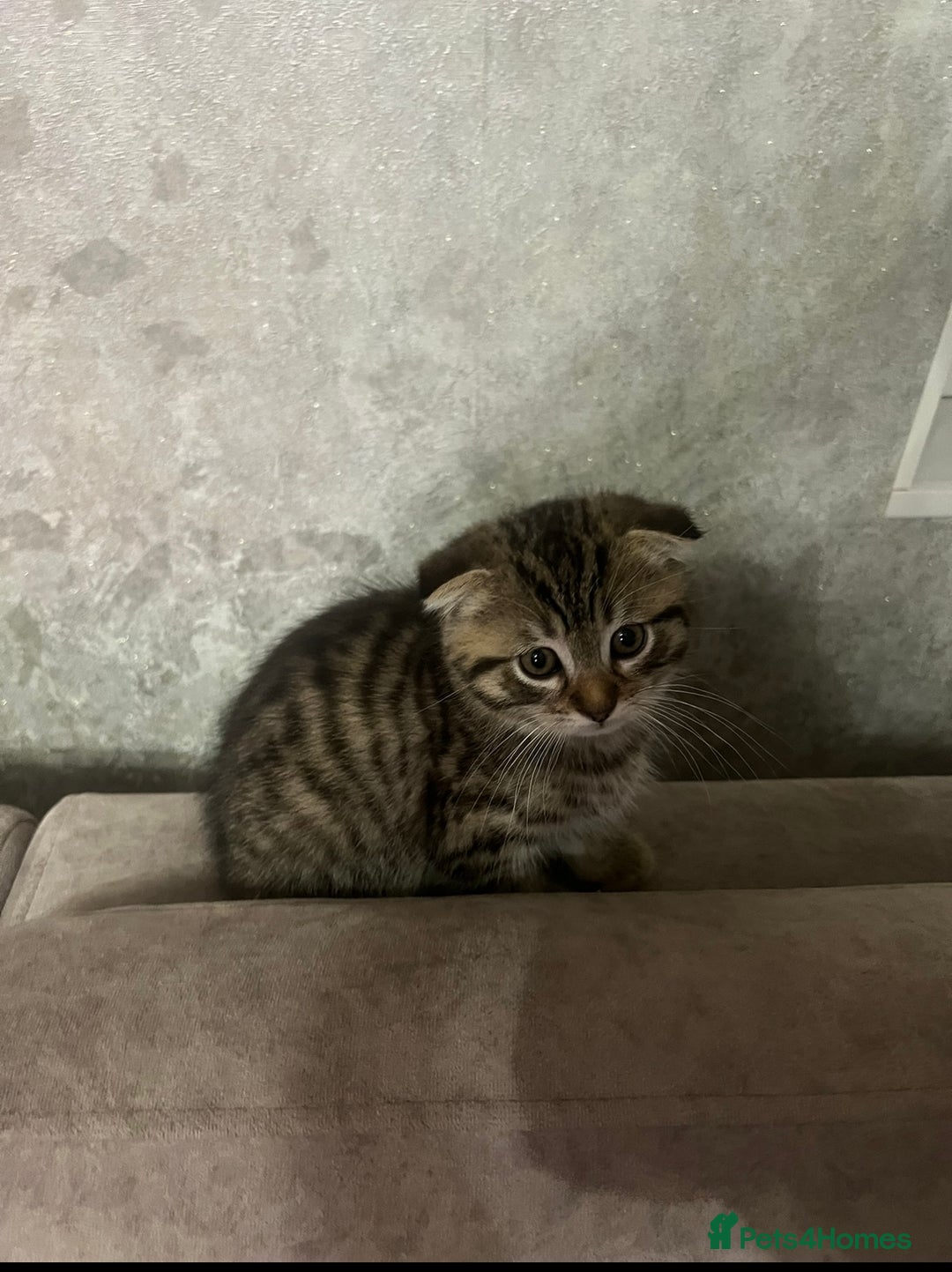 Scottish Fold cats for sale: Beautiful Scottish Fold/Straight kittens  - Advert 7
