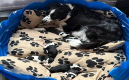 Border Collie dogs for sale: Puppy Border Collie - Image 8