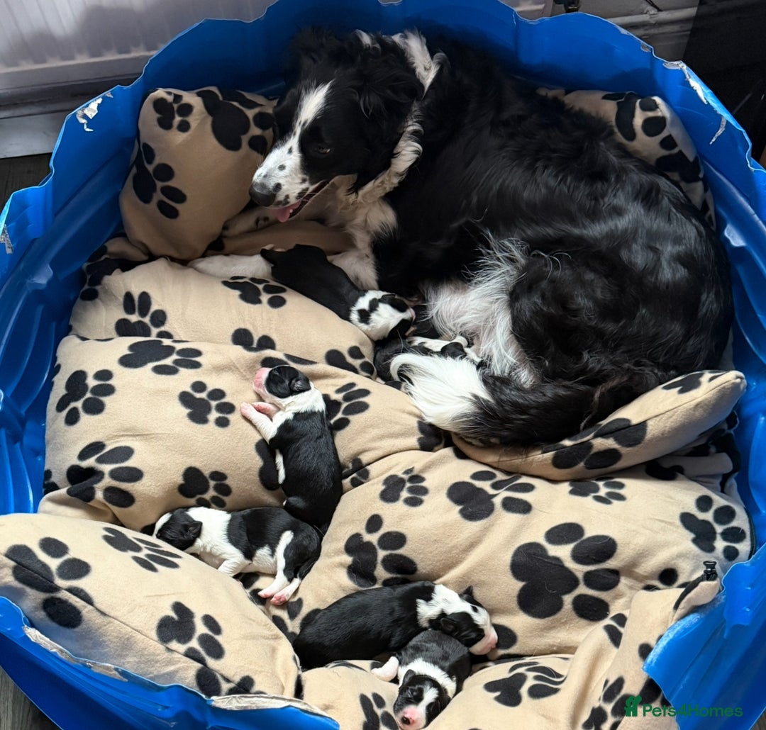 Border Collie dogs for sale: Puppy Border Collie - Image 8
