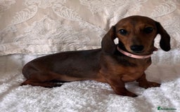 Miniature Dachshund dogs for sale: Beautiful 4 month old mini dachshund  - Image 3
