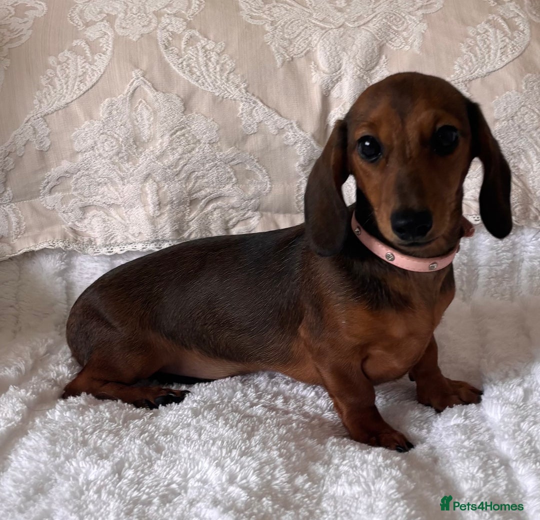 Miniature Dachshund dogs for sale: Beautiful 4 month old mini dachshund  - Image 3