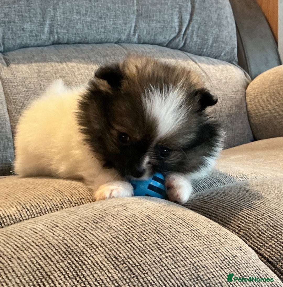 Pomeranian dogs for sale: Tiny toy size parti-Pomeranian 8 weeks ready now - Advert 9