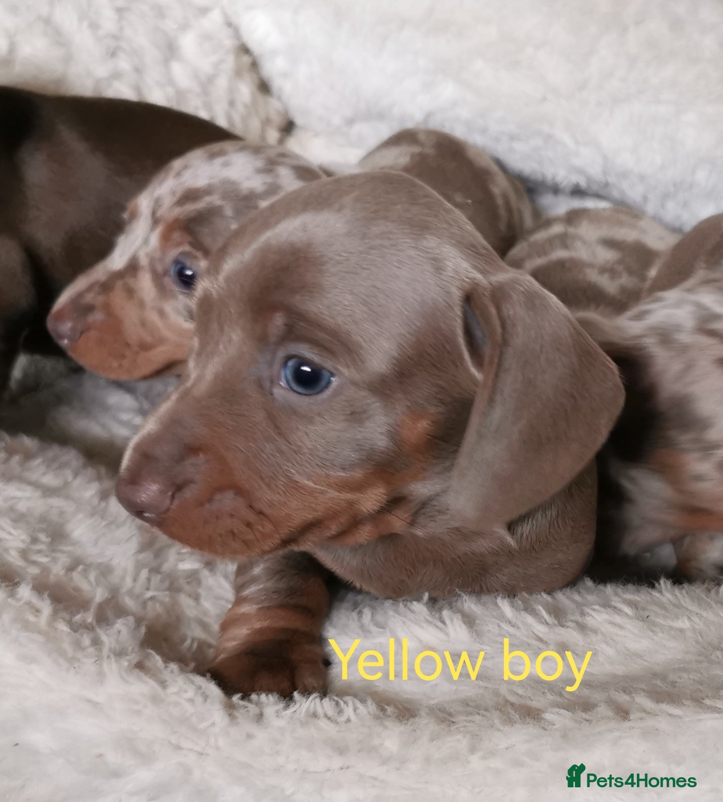 Dachshund dogs KC miniature smooth haired DNA tested dachshunds  - Advert 1