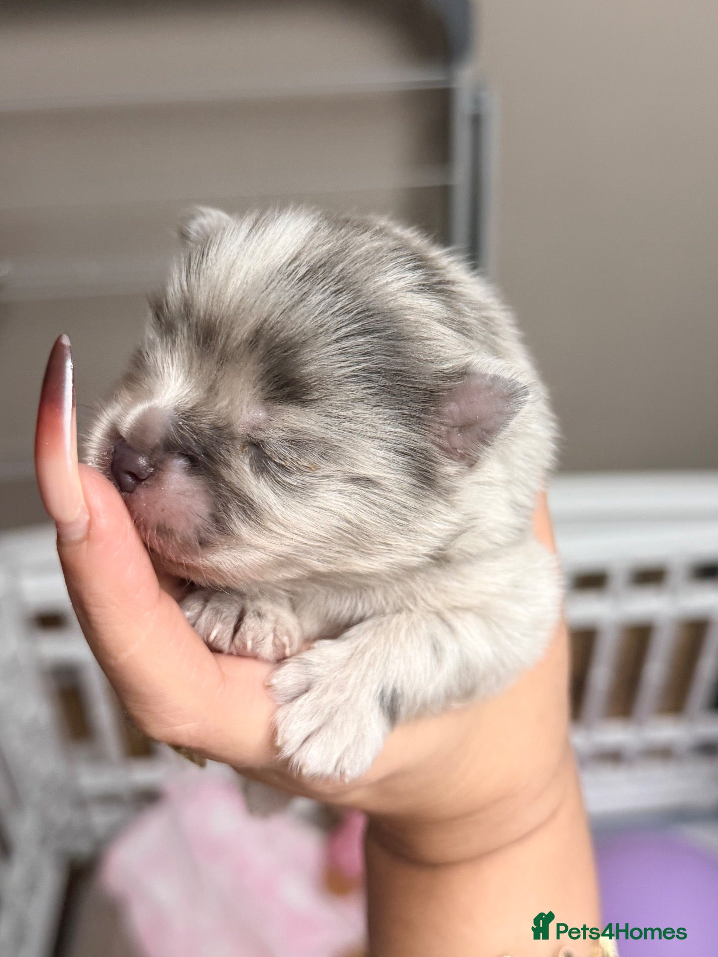 Pomeranian dogs 🐻✨ **HE HAS ARRIVED\!** ✨🐻 - Advert 9