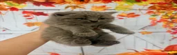 British Shorthair cats for sale: British Shorthair Kittens - Advert 1
