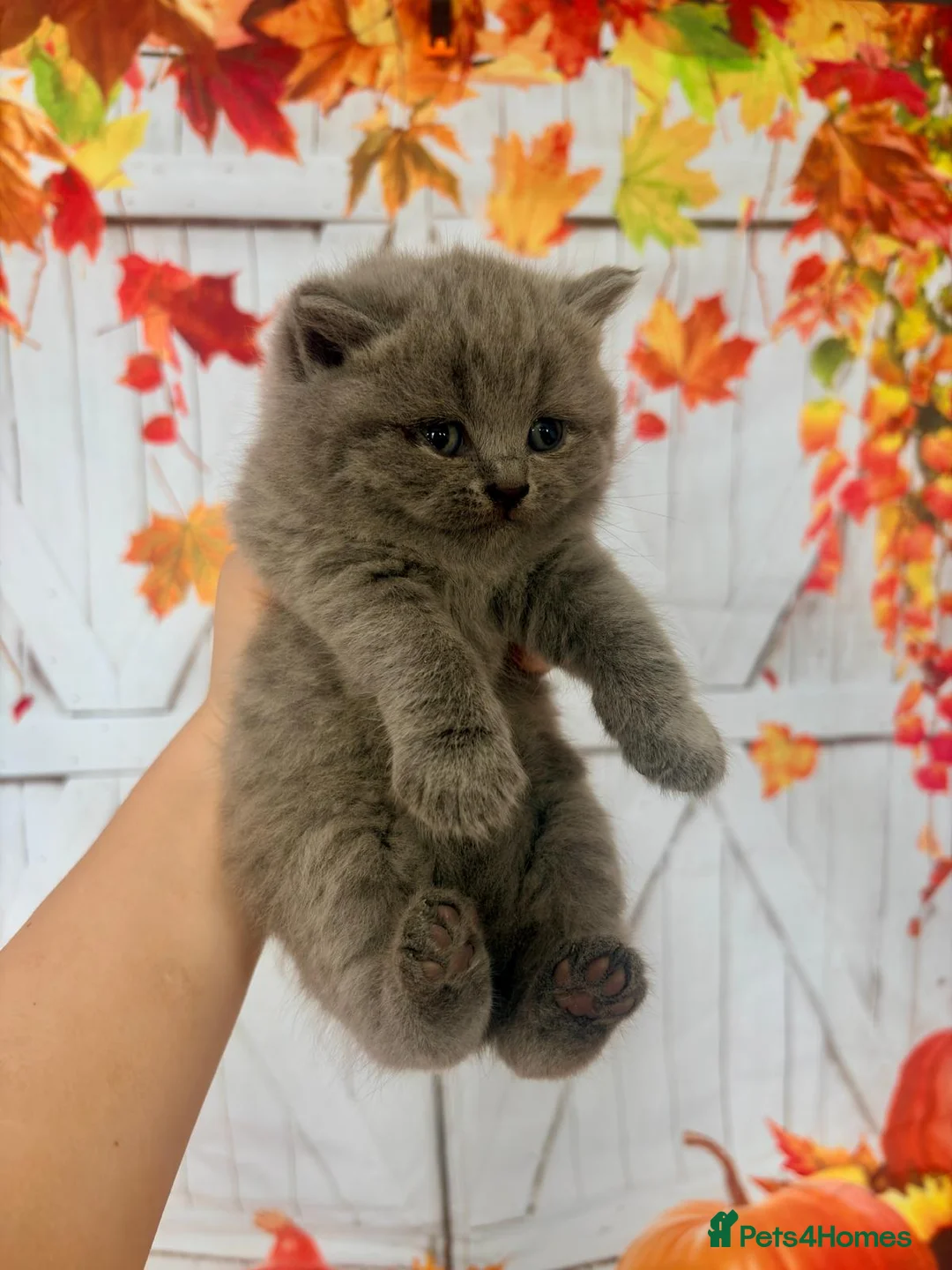 British Shorthair cats for sale: British Shorthair Kittens - Advert 1