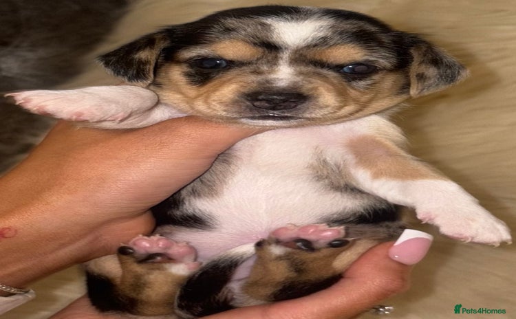 Chiweenie dogs - Advert 8