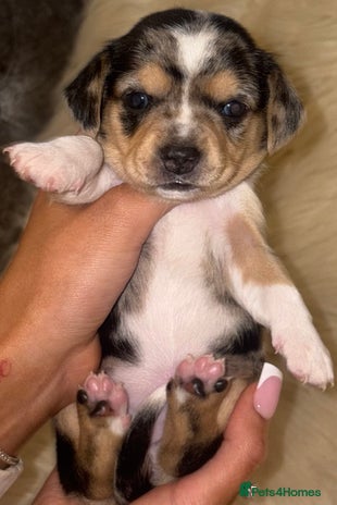 Chiweenie dogs - Advert 8