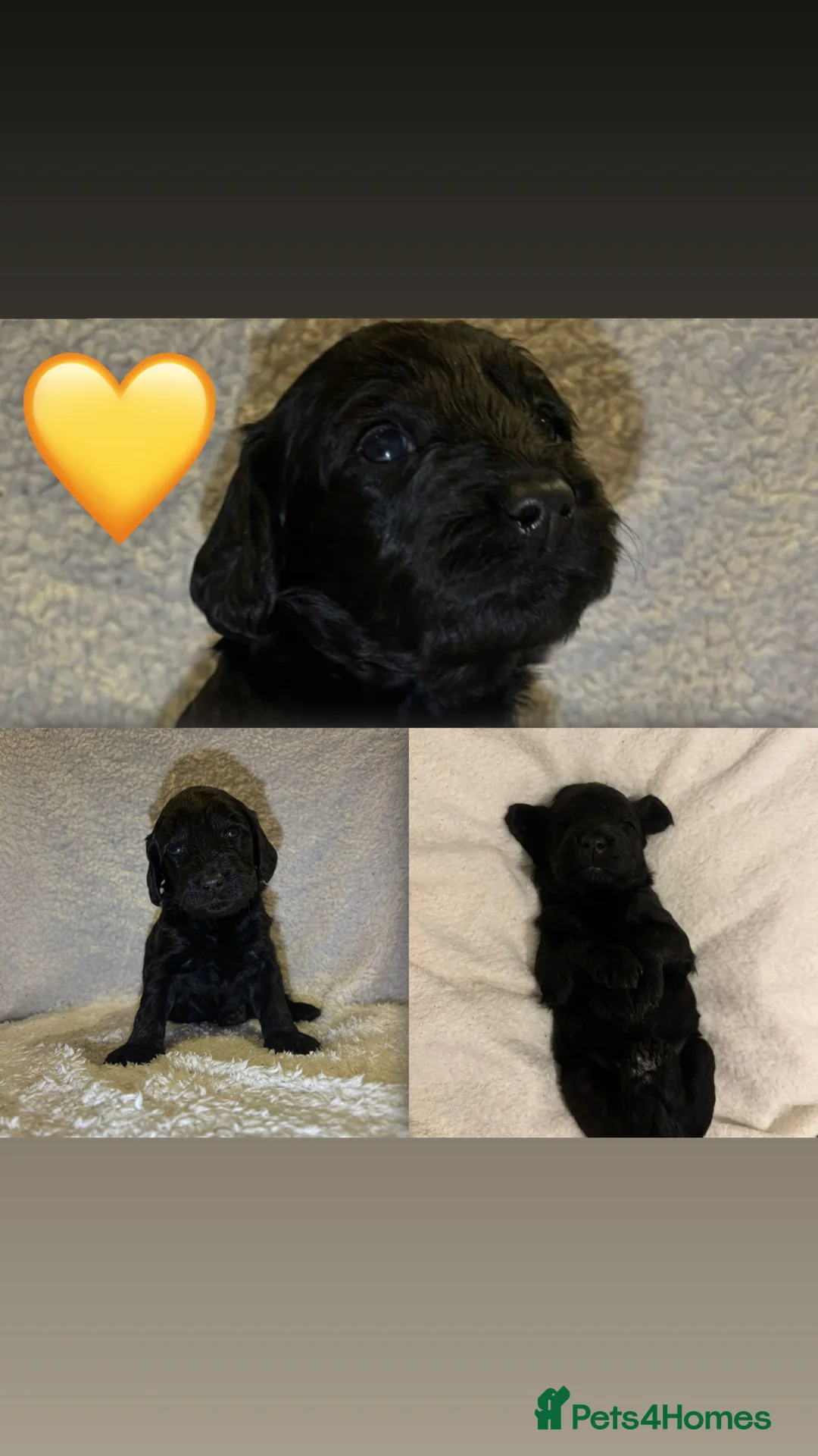 Cockapoo dogs for sale: Cockapoo rainbow litter - Advert 5