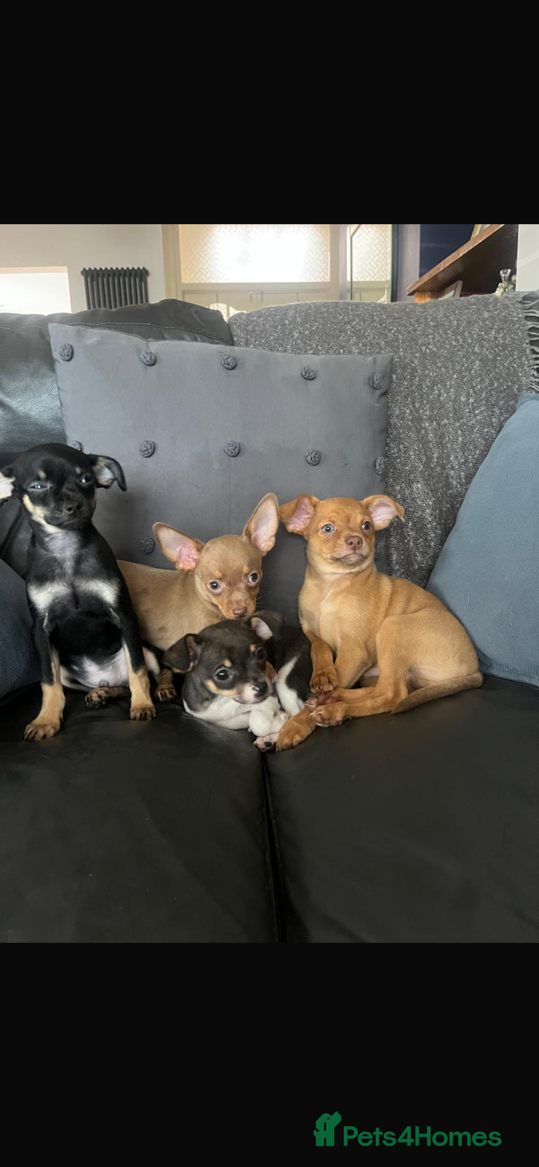 Chihuahua dogs for sale: 3 chihuahua pups 1 female 2 male - Image 11