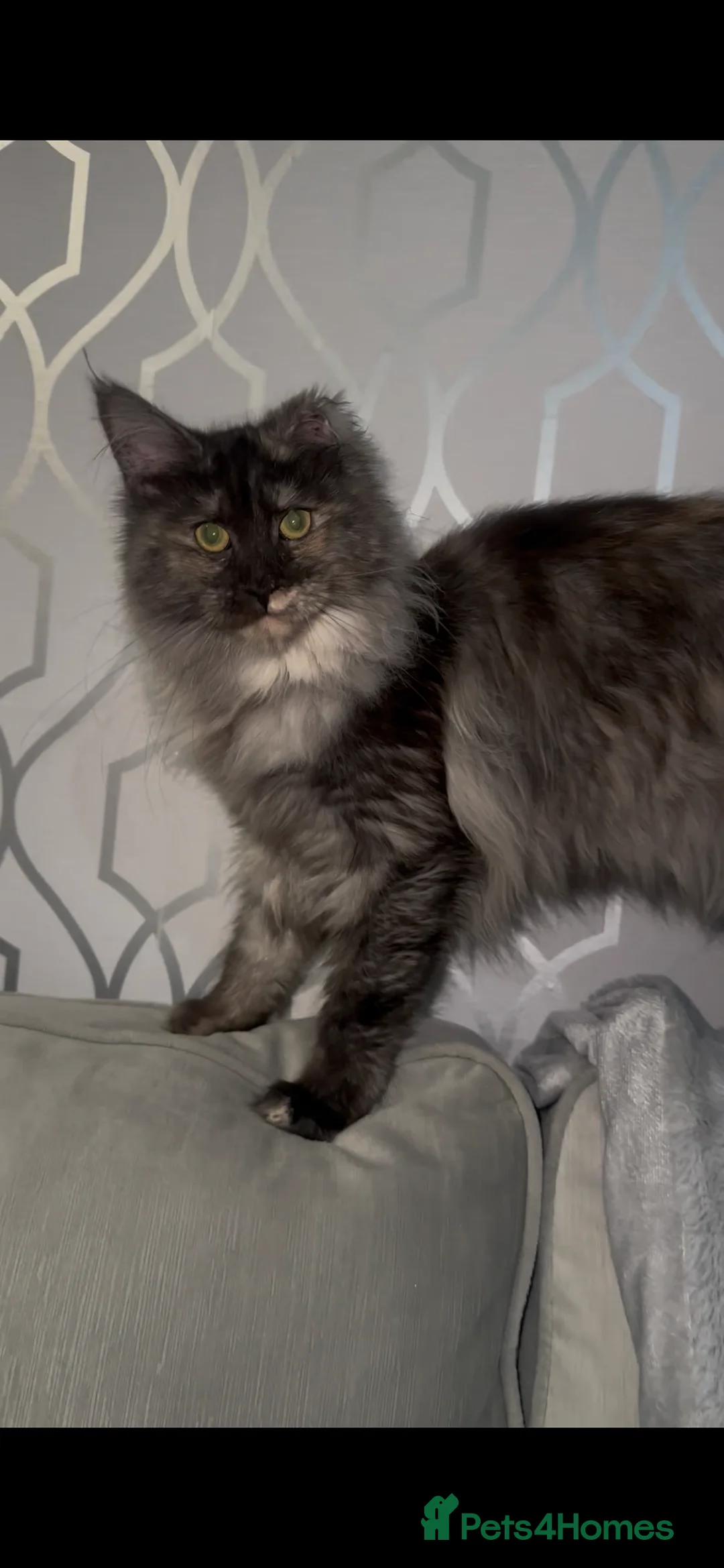 Maine Coon cats for sale: TICA Registered Female - Advert 2