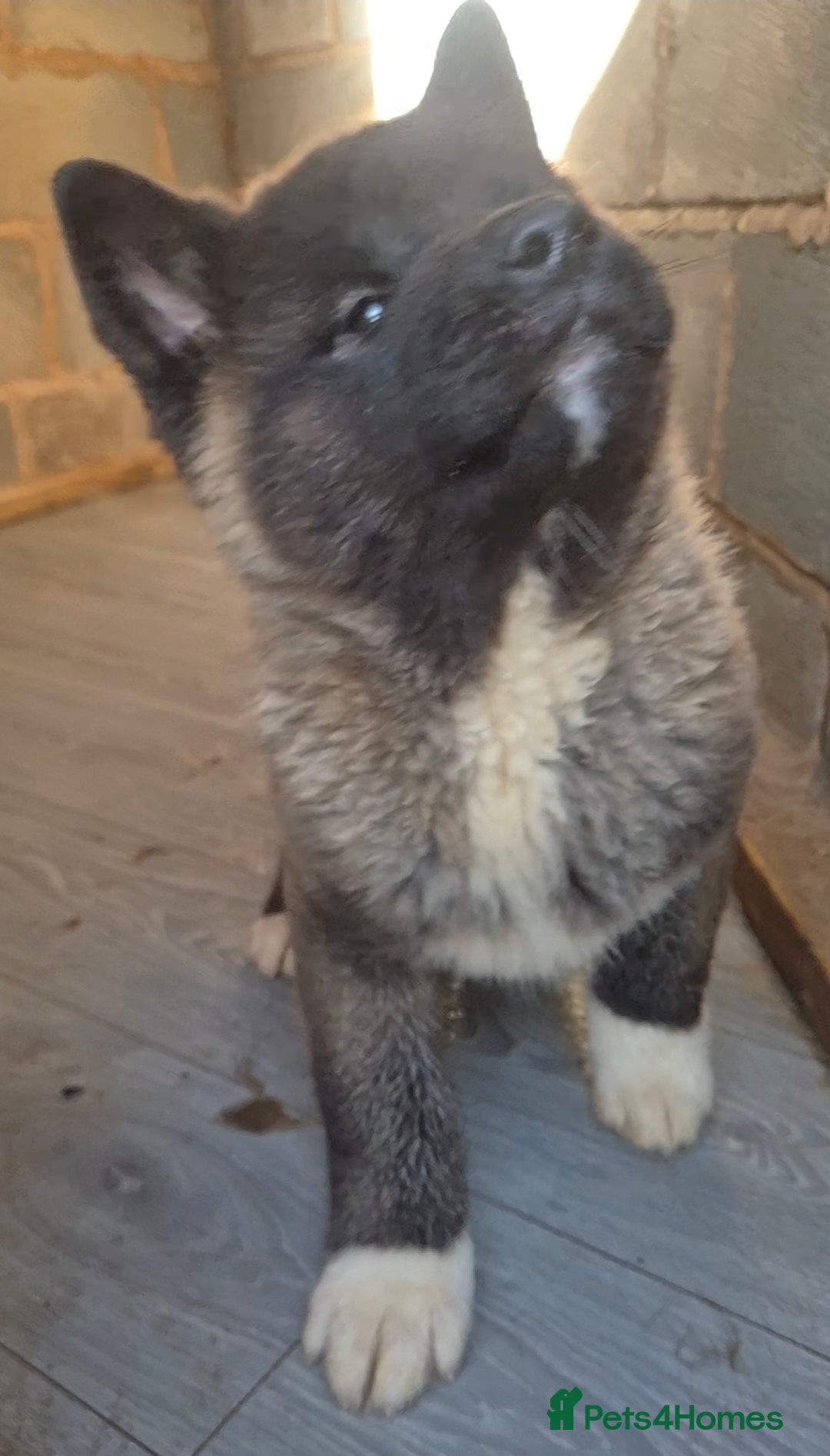Akita dogs for sale: KC REGISTERED BEAR HEAD AMERICAN AKITA FEMALE PUP - Advert 4