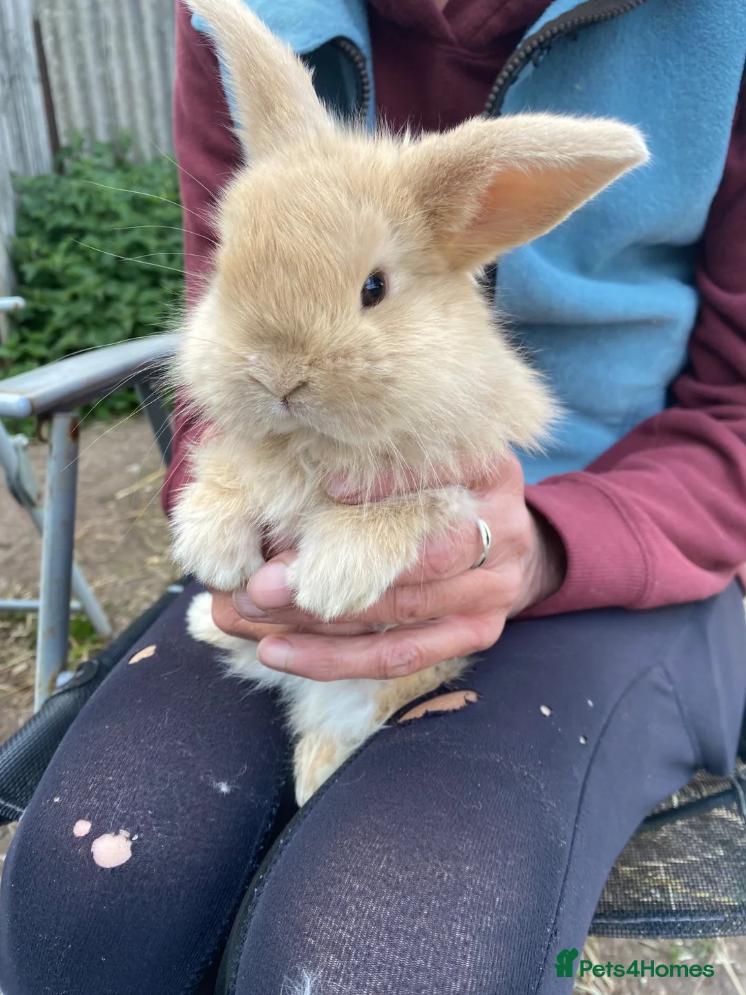 Mini Lop rabbits for sale: Mini Lop babies only 3 girls left - Advert 1