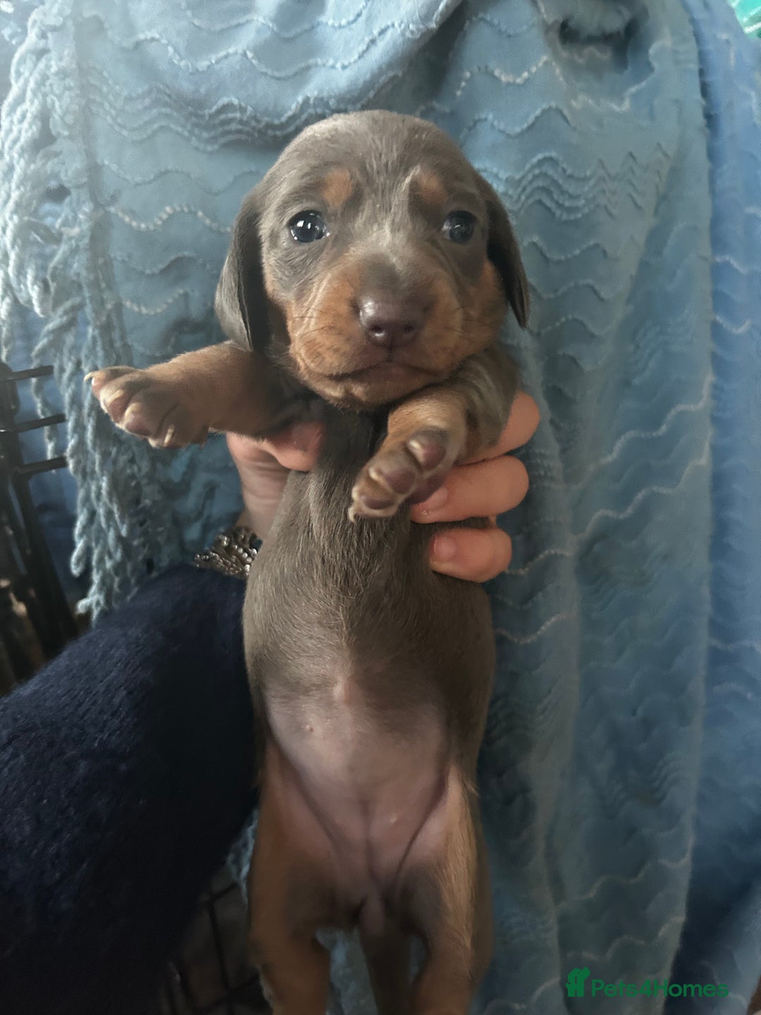 Miniature Dachshund dogs for sale: Stunning Mini Dachshund Puppies - Image 5
