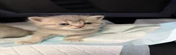 British Shorthair cats for sale: Amazing British Shorthair kitten - Advert 11