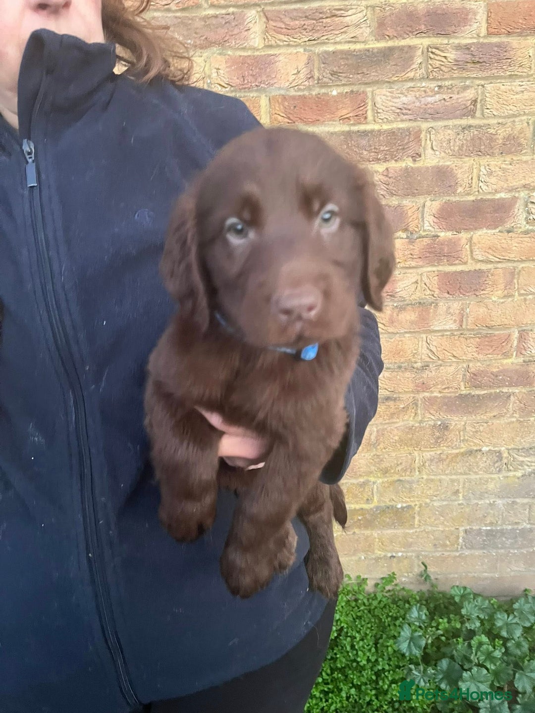 Flat coated Retriever dogs for sale: Lovely Boys Looking For Looking for Home - Advert 7