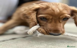 Cocker Spaniel dogs for sale: Working Cocker Spaniel 6mths old - Image 4