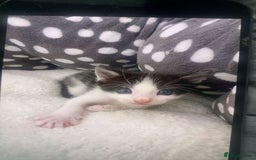British Longhair cats for sale: 4 kittens  - Image 2