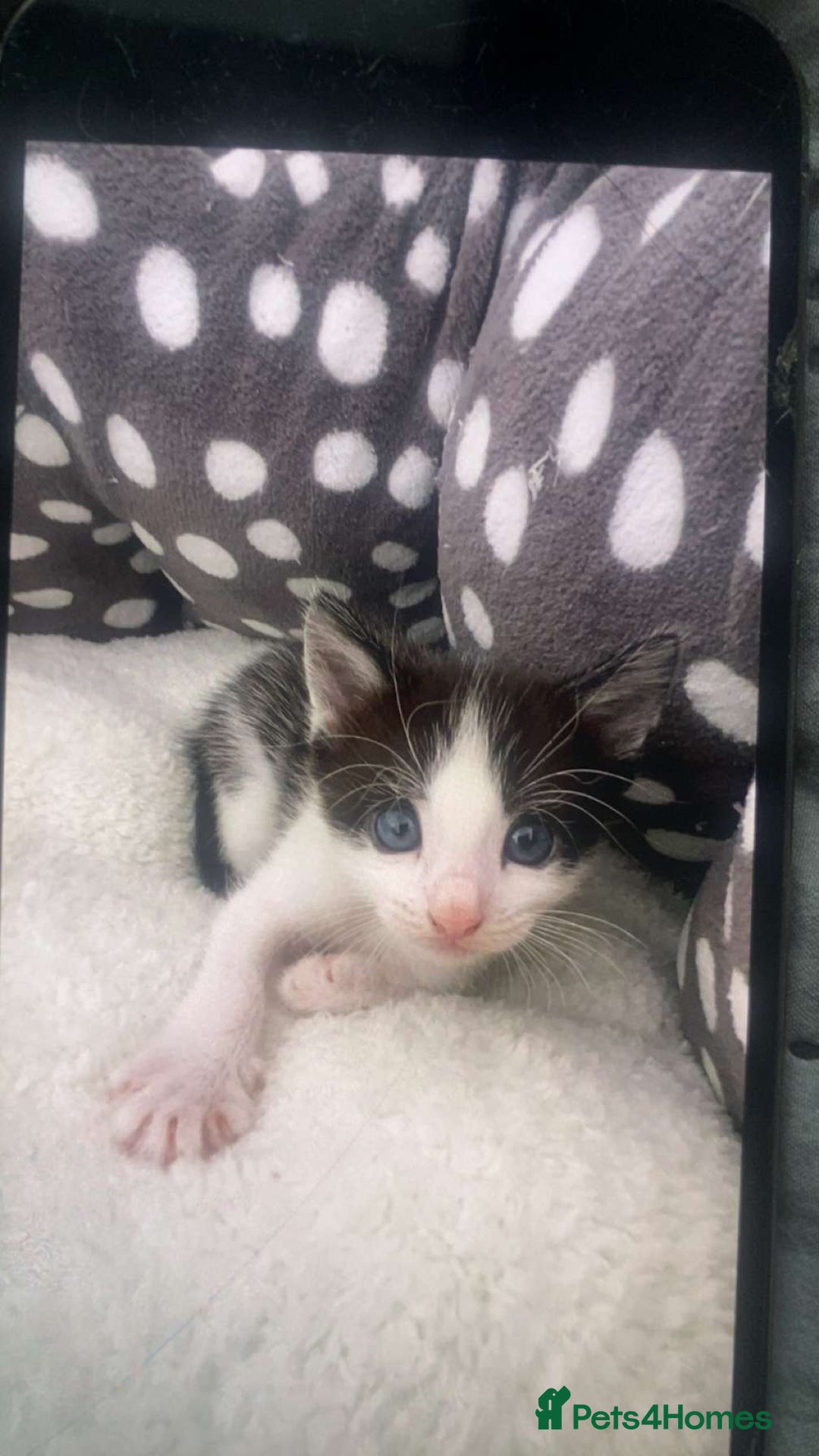 British Longhair cats for sale: 4 kittens  - Image 2