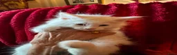 Maine Coon cats for sale: White Maine Coon kittens in Bury Saint Edmunds - Advert 8