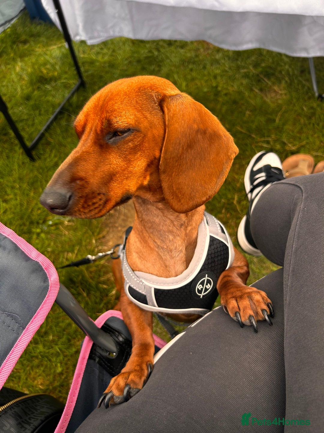 Miniature Dachshund dogs for sale: Red Dashchund  - Advert 5