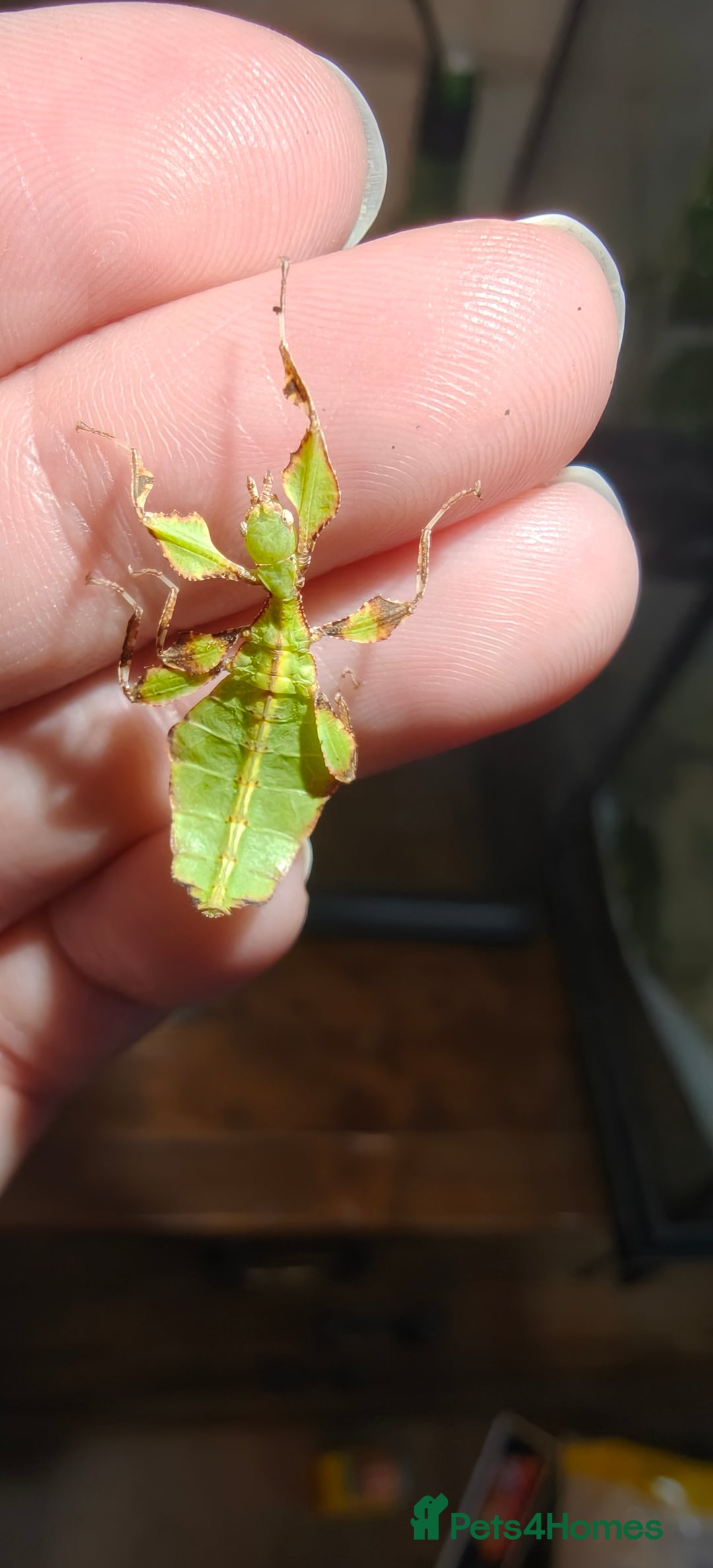 Praying Mantis invertebrates for sale: L2 Orchid, other Praying Mantis and Phasmids - Advert 4