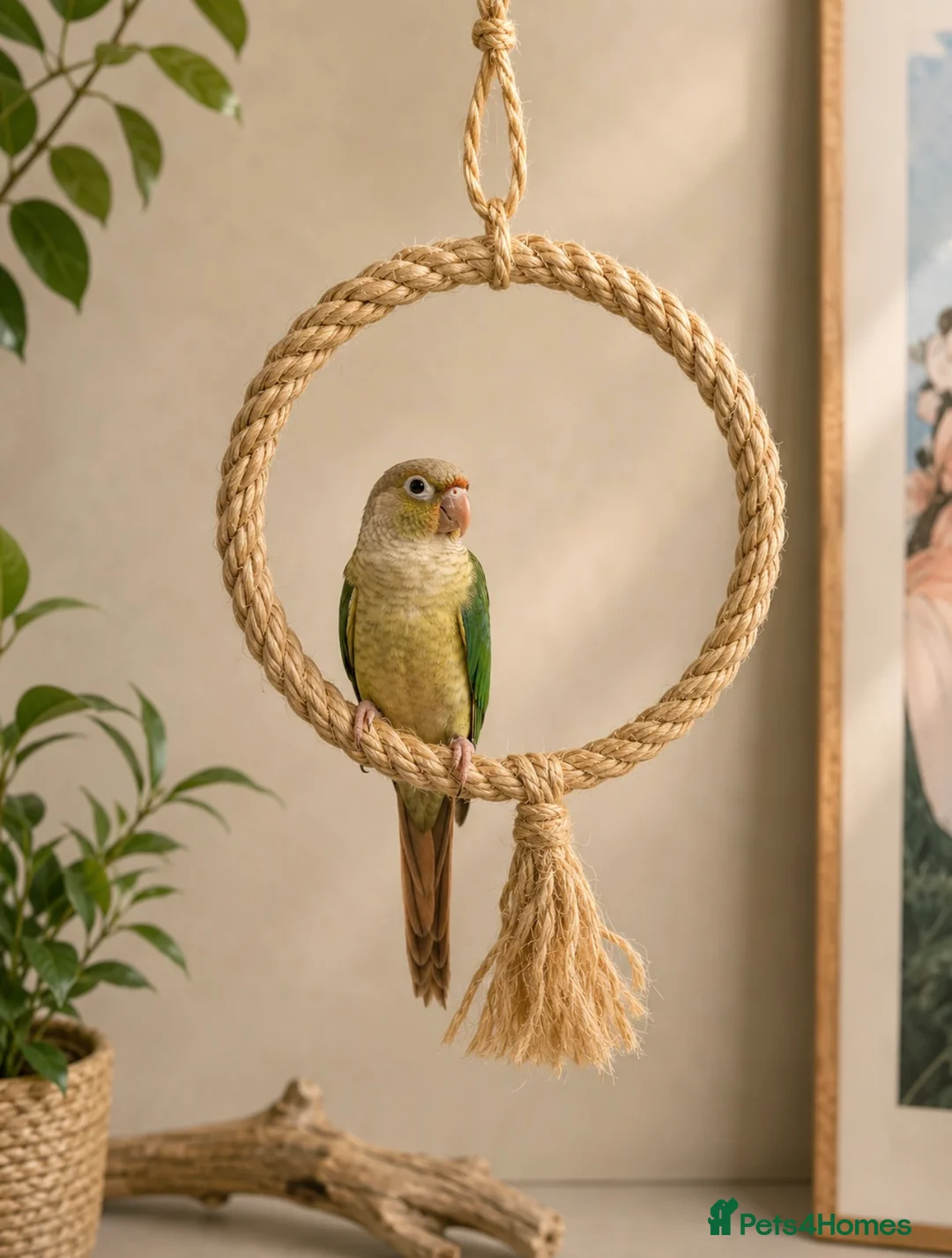 Conures birds for sale: Hand tame baby conures in Worthing - Advert 8