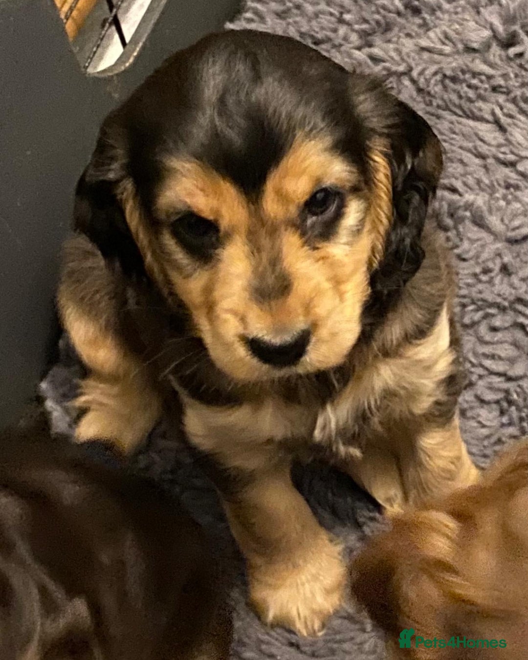 Cocker Spaniel dogs for sale: Dark Sable Cocker Spaniel Pups - Image 3