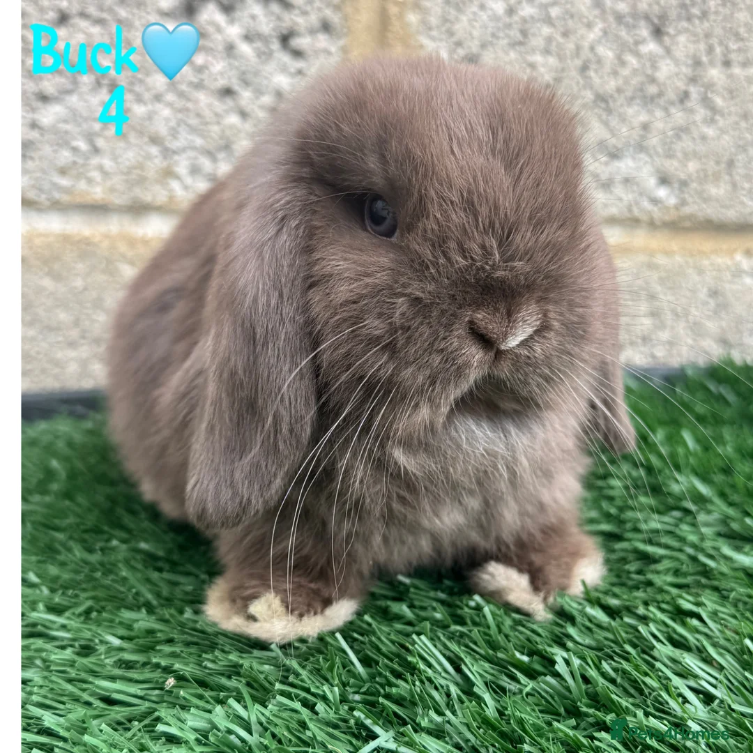 Mini Lop rabbits for sale: ✨STUNNIG MINI LOP,READY TO REZERVE✨ - Advert 4