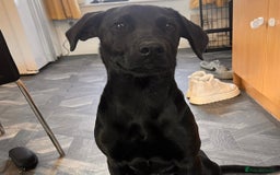 Mixed Breed dogs for sale: 6mth Rottweiler cross Dalmatian German Shepard - Image 4