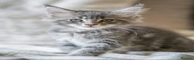 Maine Coon 3