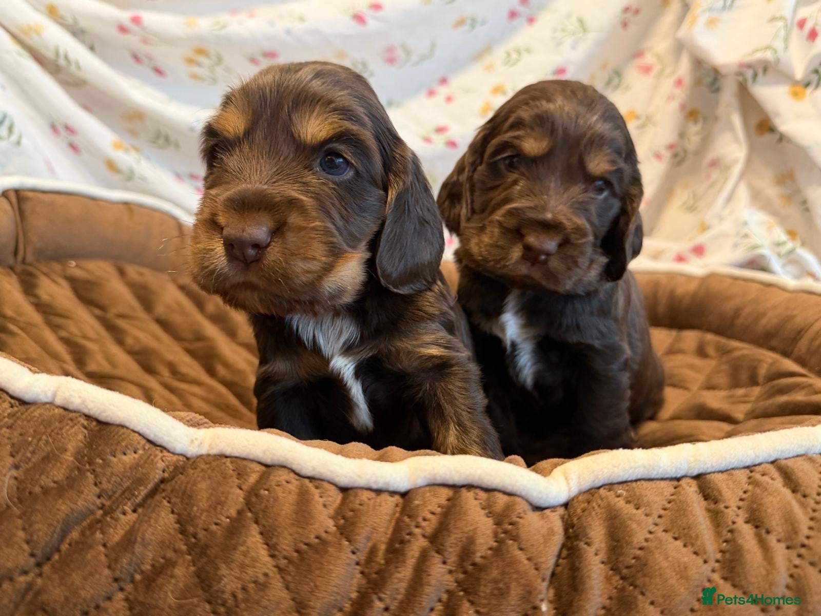 Cocker Spaniel dogs Kc show type cocker spaniel puppies  - Advert 3