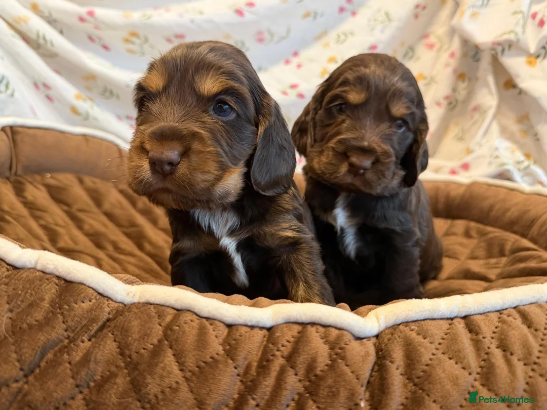 Cocker Spaniel dogs for sale: Kc show type cocker spaniel puppies  - Advert 1
