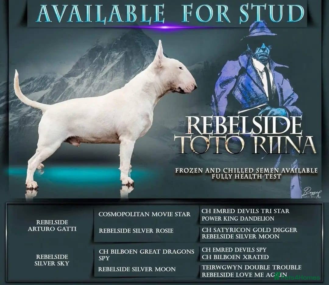 English Bull Terrier dogs Bull terrier  - Advert 3